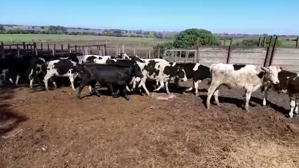 Lote (Vendido)22 Terneros HOLANDO 180kg -  en RADIAL SAN JOSE