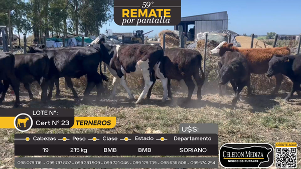 Lote 19 Terneros en Cuchilla del Perdido, Soriano