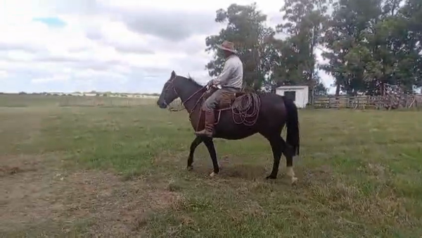 Lote YEGUA