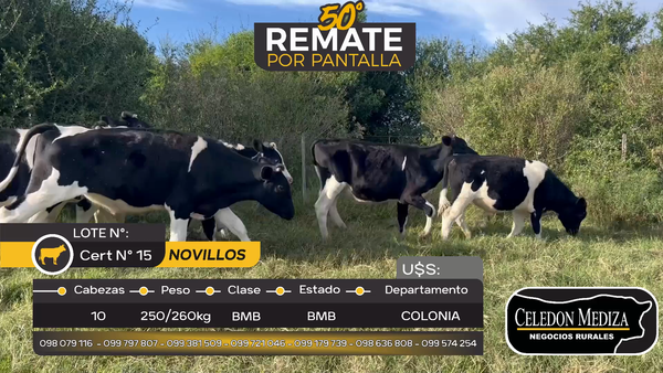 Lote 10 Novillos Holando en Otra Localidad, Colonia