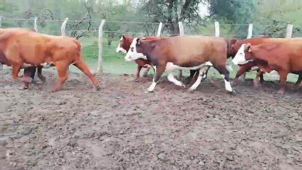 Lote 36 Vacas nuevas C/ gtia de preñez en Federal, Entre Ríos