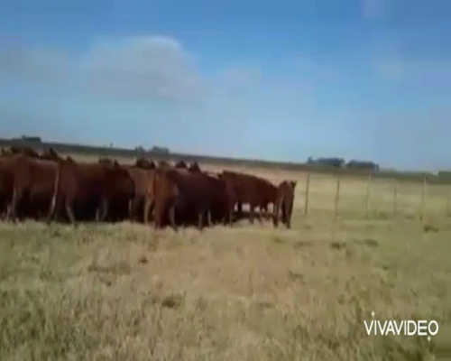 Lote 55 Terneras en Casalins, Buenos Aires