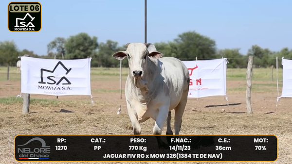 Lote LOTE 6