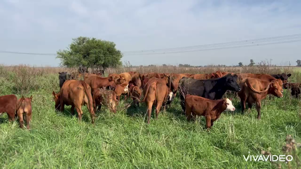 Lote 54 Vacas nuevas C/ cria