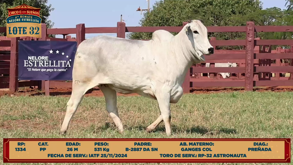 Lote LOTE 32