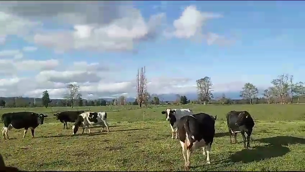 Lote 36 Vaca Gorda en Río Bueno, XIV Región Los Ríos