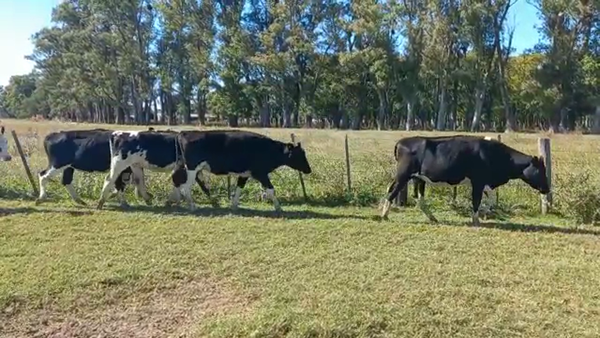 Lote Vaquillonas Para Entorar - Ramon Bereheterbide