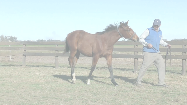 Lote ANOTA BIEN (KING GUILLERMO -  CAMPIRINA)