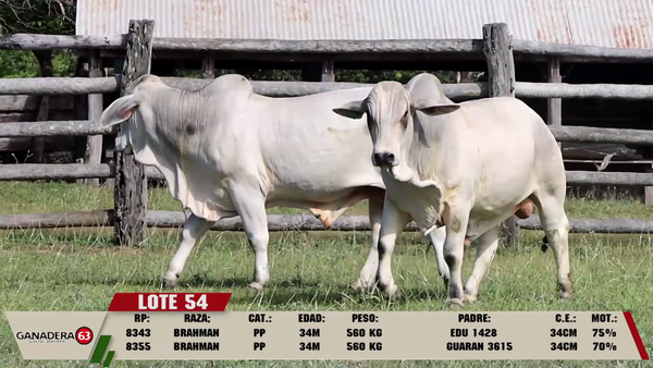 Lote LOTE 54