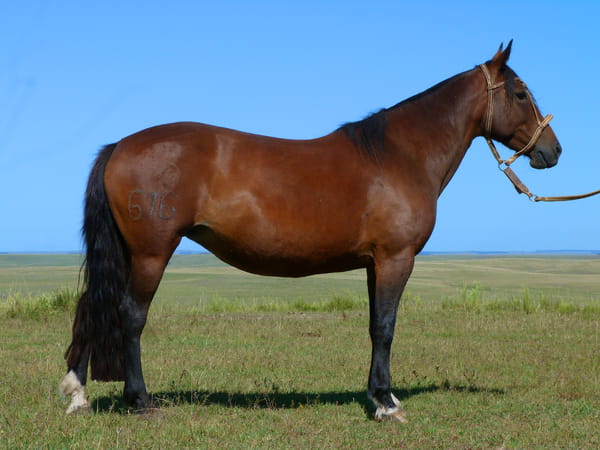 Lote Jardinera Salpay