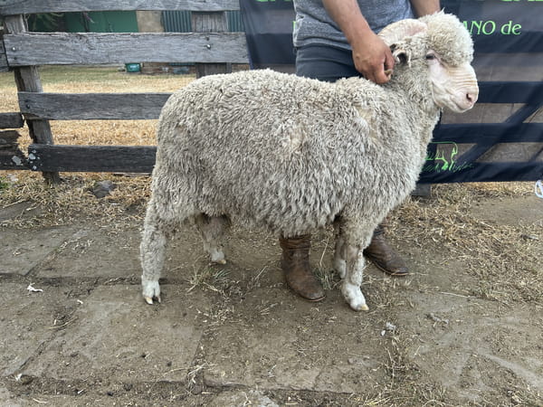 Lote Borrego 2D (MO: Si)