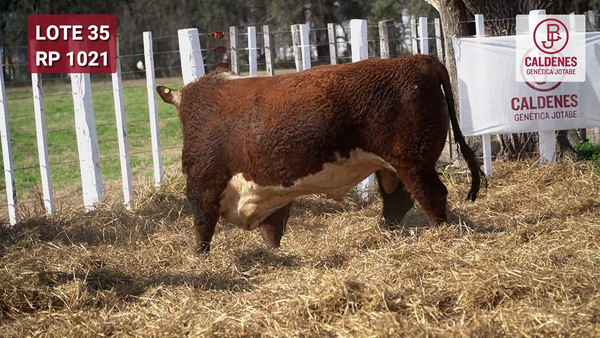 Lote Toro PR