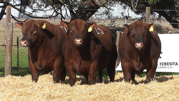 Lote Toros PC Colorado