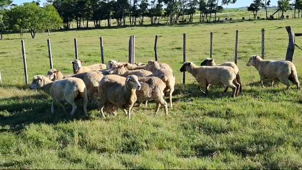 Lote OVEJAS