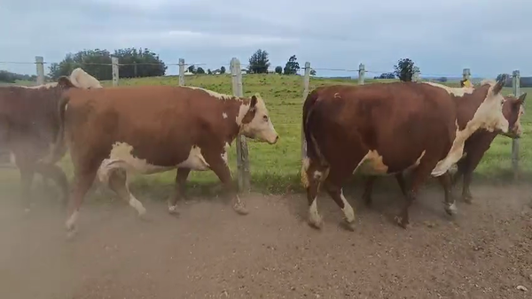 Lote 20 Vaca, Maldonado