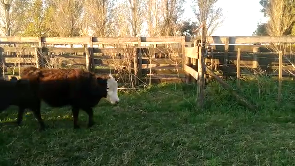 Lote 42 Terneros en Olavarría, Buenos Aires