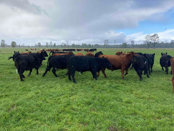 Lote 54 Novillo Engorda en Puerto Varas, X Región Los Lagos