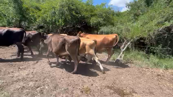 Lote 7 Novillos Yersey en Ruta 3 Km 85