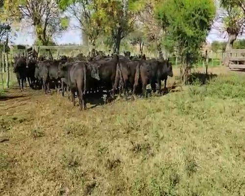 Lote 36 Vaquillonas con garantía de preñez en Gdor. Mansilla, Entre Ríos