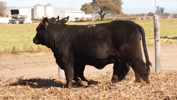 Lote Vaquillonas Preñadas y con Servicio CABAÑA EL PORVENIR