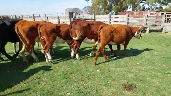 Lote 11 Vaquillonas Hereford y Angus