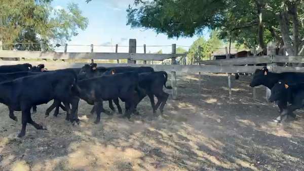 Lote TERNEROS Y TERNERAS