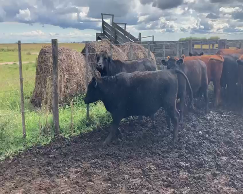 Lote 54 Novillitos en Azul, Buenos Aires