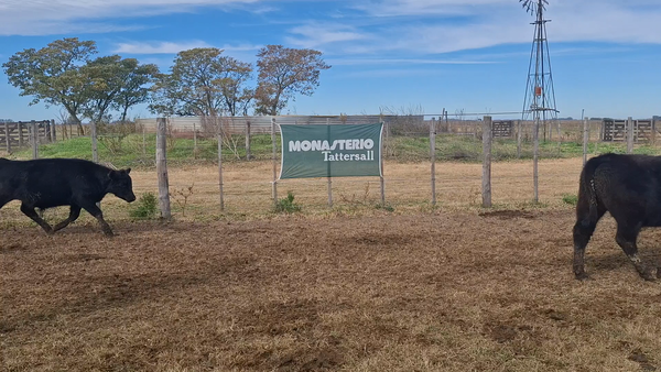 Lote 53 Terneros en Buenos Aires, Navarro