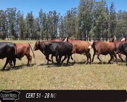 Lote (Vendido)28 Novillos 8AA, 6AAxHE, 7RAxHE,  2RA, 2HE, 1CHxHE, 1SHxHE, 1HO, 1NOxRA 414kg -  en - RUTA 107 Y 33 , SAUCE