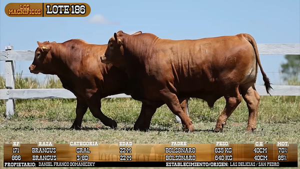 Lote LOTE 186 - VIVO
