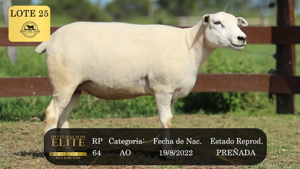 Lote LOTE 25