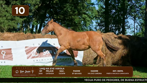 Lote LOTE 10