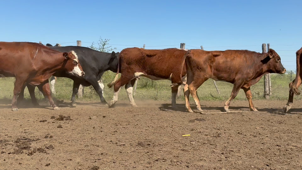 Lote 15 Vacas Conserva