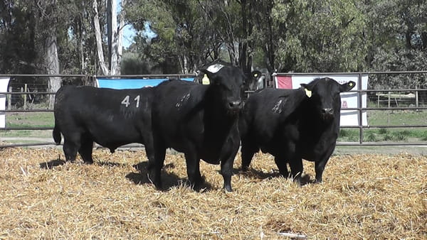 Lote TOROS ANGUS NEGROS PC