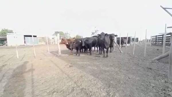 Lote VAQUILLONA BRANGUS CABAÑA LA NORTEÑA