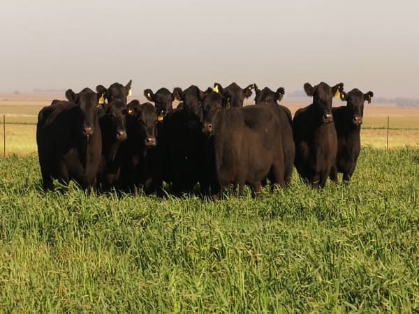 Lote VACAS  ANGUS NEGRAS   P. CONTROLADAS C/ GTIA DE PREÑEZ