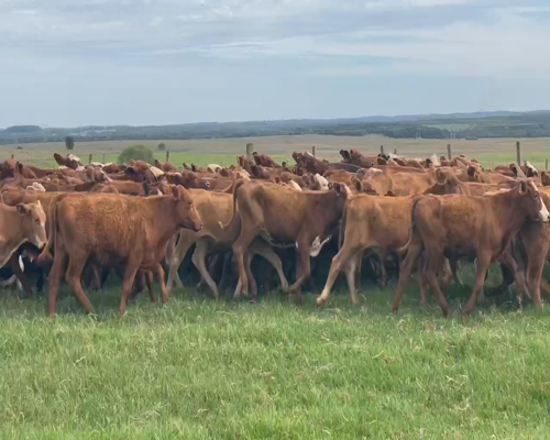 Lote 200 Terneros/as en Virasoro, Corrientes