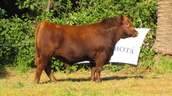 Lote CABAÑA COEMBOTÁ: RP 201
