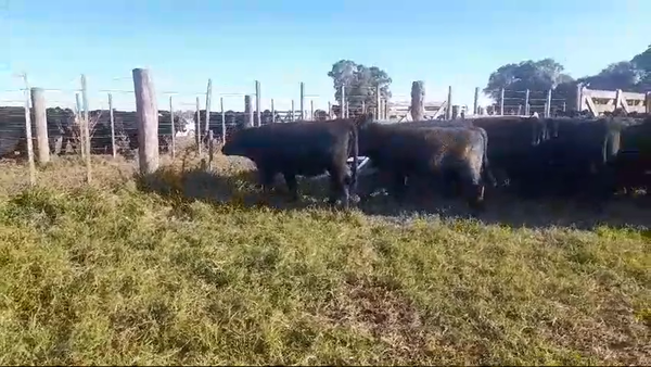 Lote 65 Terneros/as en Ayacucho, Buenos Aires
