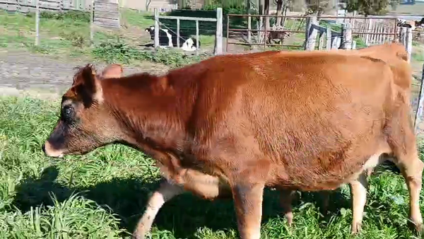 Lote Vaquillonas  400kg - , San José