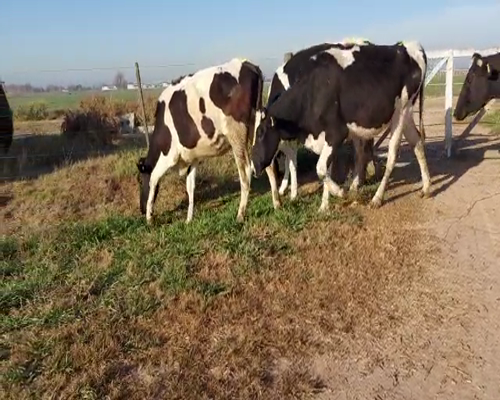 Lote VAQUILLONAS PREÑADAS 2 CORTESE AGRP