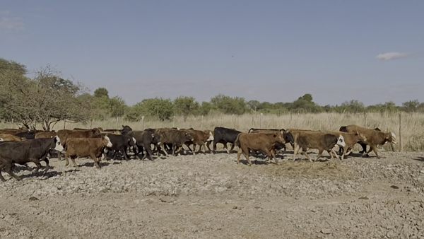Lote 110 Terneros/as