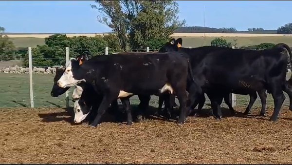 Lote (Vendido)8 Piezas de cría ANGUS - ANGUS/ HEREFORD en COQUIMBO