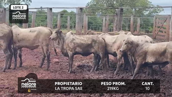 Lote LOTE 2