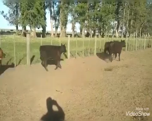 Lote 110 Terneros en Gral. Belgrano, Buenos Aires