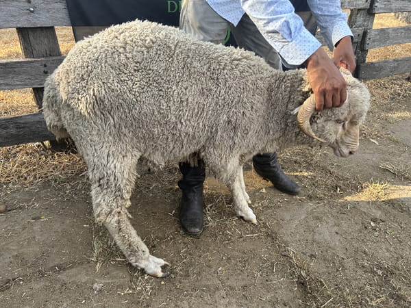 Lote Borrego 2D (MO: No)