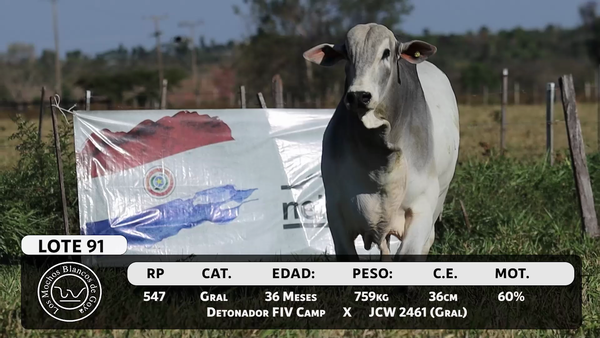 Lote LOTE 91