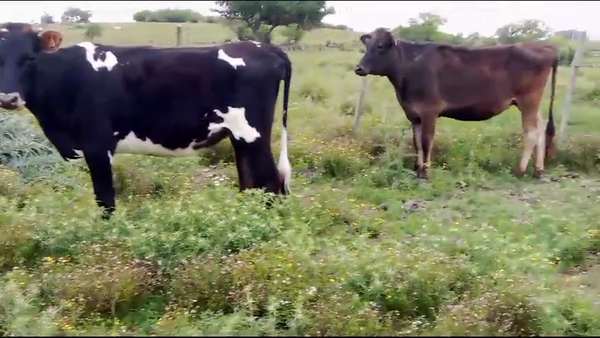 Lote (Vendido)3 Vaquillonas  Yersey 400kg -  en Nueva Helvecia