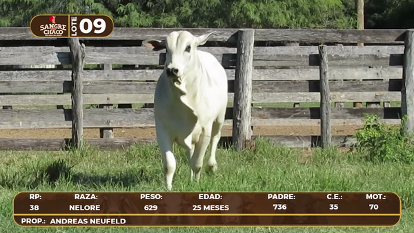 Lote Lote 9
