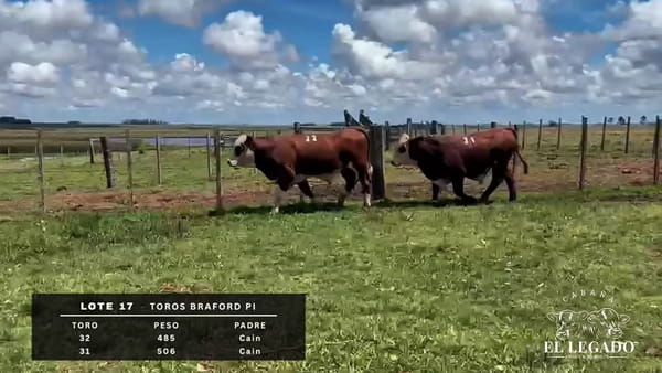 Lote Toro Braford PI